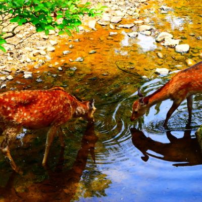 動物生態調査テレメトリー発信器